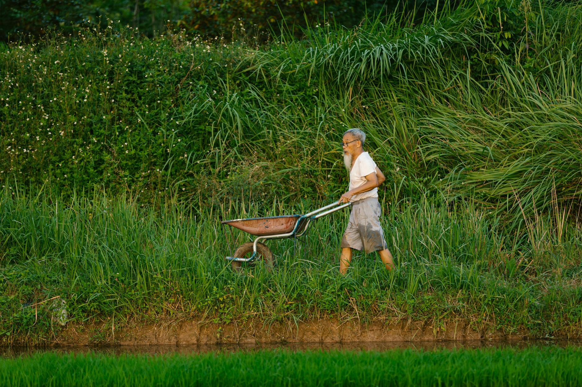 Starszy mężczyzna pcha taczkę ogrodową przez wysoką trawę