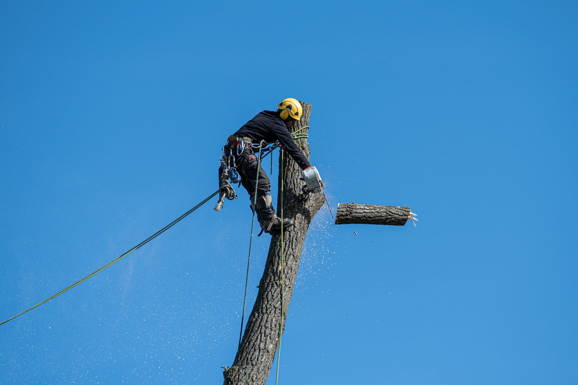 Arborysta w uprzęży tnie gałąź piły łańcuchowej na tle nieba